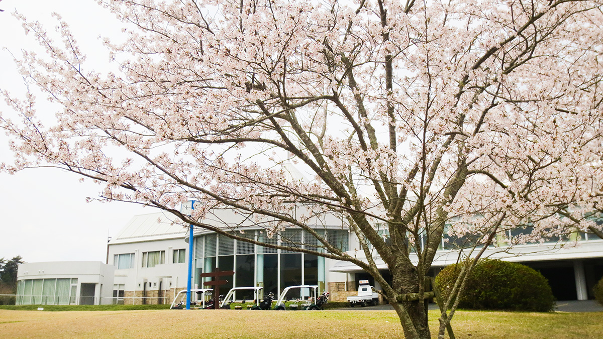 コムウッドゴルフクラブのクラブハウスと桜